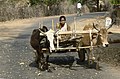 Joug sur un char à bœufs, Inde