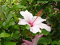 Hibiscus rosa in Sardegna