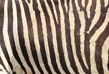 Gambar belang-belang zebra gunung dari dekat