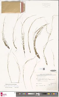 caption=Setaria distantiflora (A.Rich.) Pilg., herbarium sheet