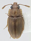 Odontophloeus sp.