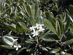 Kiiltokielopuu (Pittosporum tobira)