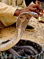 Image 29The Indian cobra is the most common subject of snake charmings. (from Snake)