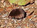 Thumbnail for Eurasian pygmy shrew