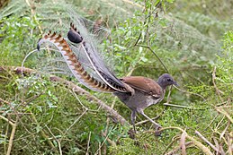 Didysis lyrauodegis (Menura novaehollandiae)