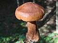 !Tricholoma fulvum!