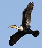 In flight, carrying nesting material