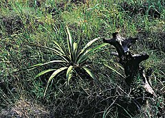 Yucca rupicola