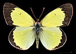 Colias palaeno, ♂