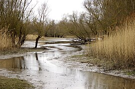 Toter Seitenarm im Delta