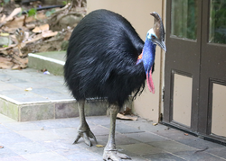 Hjálmkasúi (Casuarius casuarius)