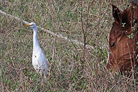 Aigrette du bétail (Bubulcus ibis)