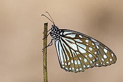 Description de l'image Close wing Basking of Tirumala limniace (Cramer, 1775) - Blue Tiger (2) WLB.jpg.