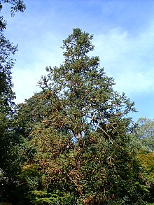 Cunninghamia lanceolata árvore.jpg