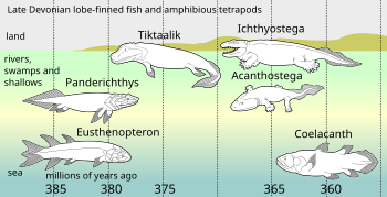 デボン紀後期にエウステノプテロン（海洋性肉鰭類）の子孫たちが陸に上った