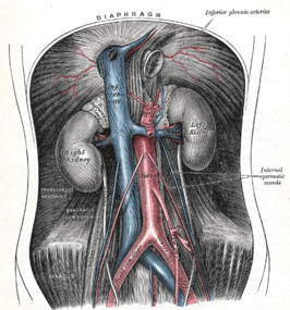 Sagittale doorsnede van het bekken waarin aorta abdominalis met vertakkingen. De arteria sacralis mediana (middle sacral) is onderaan zichtbaar tussen de beide arteriae iliacae communes.