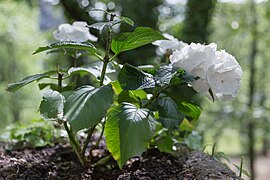 Hydrangea macrophylla à Vallon-Pont-d'Arc, France.