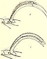Othoes（a）と Galeodarus（c）の第2脚跗節と爪