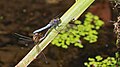 Orthetrum brun (accouplement)