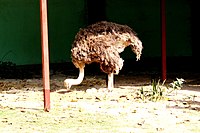 Ostrich hamwe n'amagi