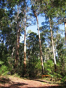 Bibbulmun Track through karri forest near Pemberton, Western Australia.