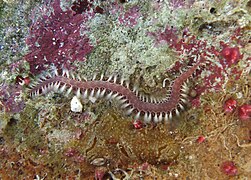 Le ver de feu Pherecardia striata est un prédateur opportuniste de l'acanthaster.