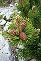 Pinyes de Pinus mugo subsp. mugo