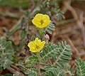 Okarennokki (Tribulus terrestris).