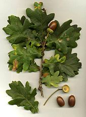 Quercus robur