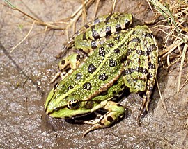 Groene puut (Pelophylax ridibundus)