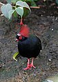 Male at Toronto Zoo, Canada