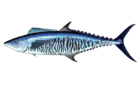 Narrow-barred Spanish mackerel