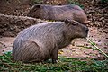 Capybara