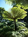 A Tree Fern in the Gardens