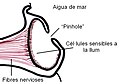 Miniatura per a la versió del 01:55, 9 des 2006