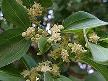 Ziziphus Blossom in Behbahan, Iran