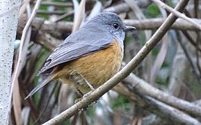 Benson's rock thrush (male)