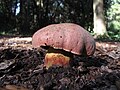 !!Rubroboletus lupinus!!