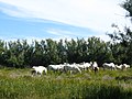 Camargue-Pferde