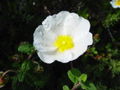 Salbeiblütige Zistrose (Cistus salvifolius)