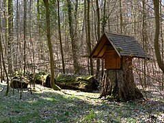 Stumpf der „Dicken Buche“ bei Nußloch