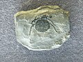 Fossile di Eophrynus nudus