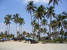 Coconut Palm Tree