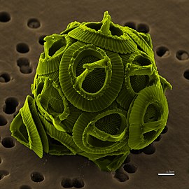 صورة مِجهريَّة لِطحالب الهابتوفيتيس على مقياس 1.0 ميكرومتر