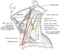 Lateral del cuello, mostrando las principales marcas de superficie.