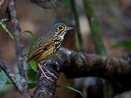 Altaflorestamierpitta