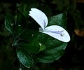 Hypoestes triflora