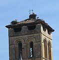 Cigognes sur une église.