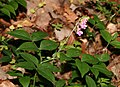 Lathyrus venetus