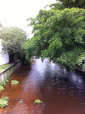 Die Liesbeek in Rosebank.